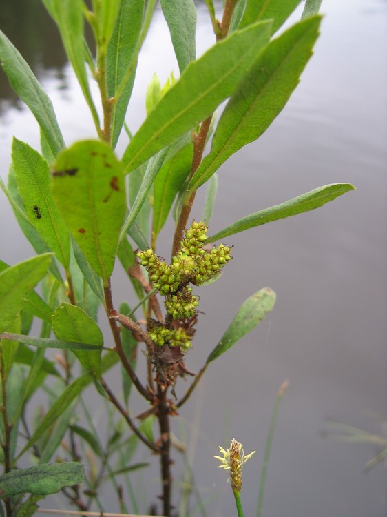 Myrica gale